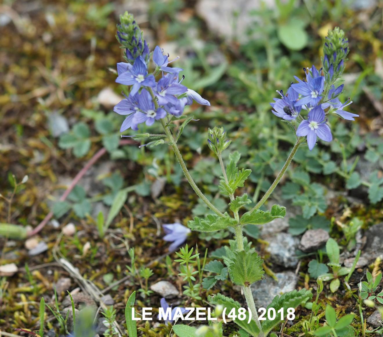 Speedwell, Orsini's